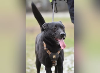 FIETE ist klug, freundlich und mutig!