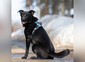 FIETE ist klug, freundlich und mutig!