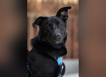 FIETE ist klug, freundlich und mutig!