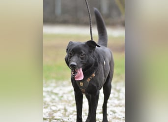 FIETE ist klug, freundlich und mutig!