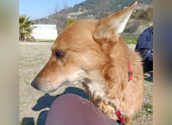 Zara, eine freundliche verschmuste Hündin