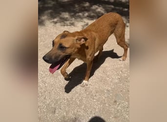 Lola , hübsche braune Junghündin möchte endlich ankommen