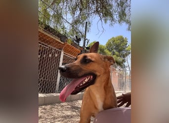 Lola , hübsche braune Junghündin möchte endlich ankommen