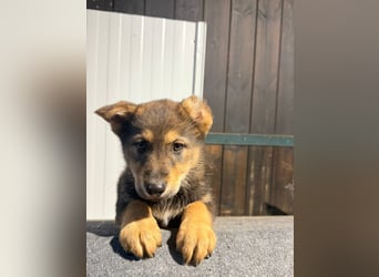 Vincent, ein kleines Wölfchen sucht seine Menschen