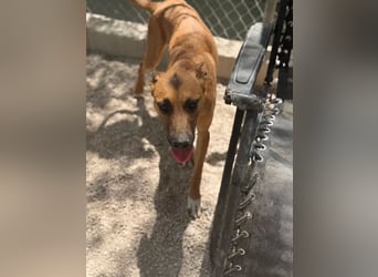 Lola , hübsche braune Junghündin möchte endlich ankommen