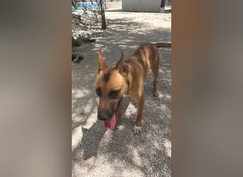 Lola , hübsche braune Junghündin möchte endlich ankommen