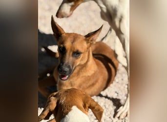 Lola , hübsche braune Junghündin möchte endlich ankommen