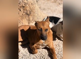 Lola , hübsche braune Junghündin möchte endlich ankommen