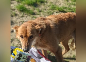 Zara, eine freundliche verschmuste Hündin