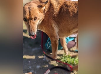 Zara, eine freundliche verschmuste Hündin