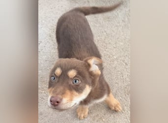 Pepe, freundlich und aufgeschlossen