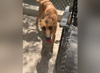 Lola , hübsche braune Junghündin möchte endlich ankommen