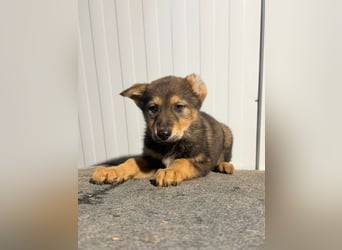 Vincent, ein kleines Wölfchen sucht seine Menschen