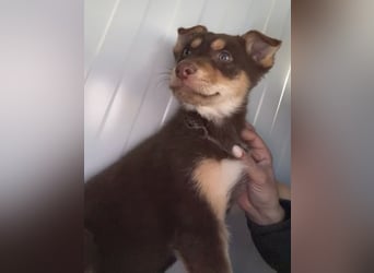 Pepe, ein cleverer Hundebub