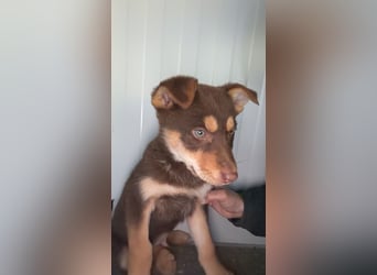 Pepe, ein cleverer Hundebub