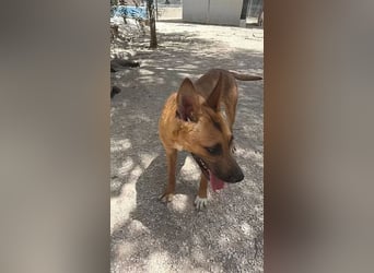 Lola , hübsche braune Junghündin möchte endlich ankommen