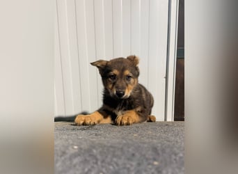 Vincent, ein kleines Wölfchen sucht seine Menschen