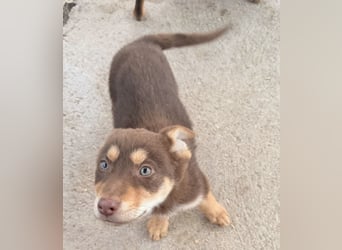 Pepe, ein cleverer Hundebub