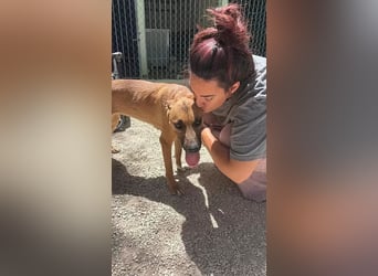 Lola , hübsche braune Junghündin möchte endlich ankommen