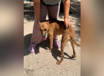 Lola , hübsche braune Junghündin möchte endlich ankommen