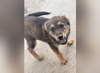 Vincent, ein kleines Wölfchen sucht seine Menschen