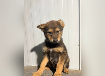 Vincent, ein kleines Wölfchen sucht seine Menschen