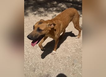 Lola , hübsche braune Junghündin möchte endlich ankommen