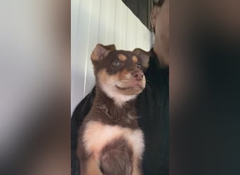 Pepe, ein cleverer Hundebub