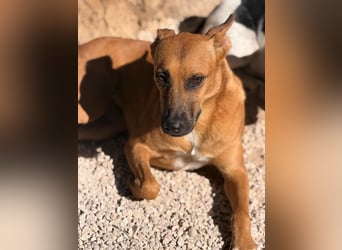 Lola , hübsche braune Junghündin möchte endlich ankommen