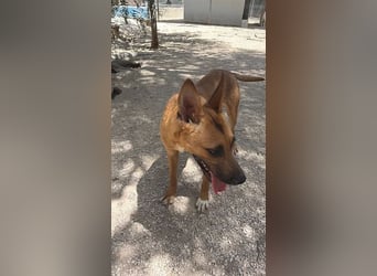 Lola , hübsche braune Junghündin möchte endlich ankommen
