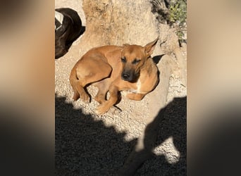 Lola , hübsche braune Junghündin möchte endlich ankommen