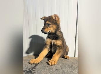 Vincent, ein kleiner Wolf mit viel Charme