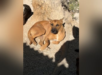 Lola , hübsche braune Junghündin möchte endlich ankommen