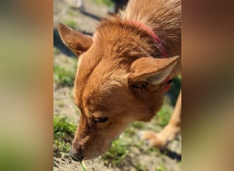 Zara, eine freundliche verschmuste Hündin