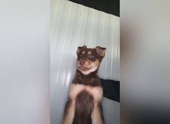 Pepe, ein cleverer Hundebub