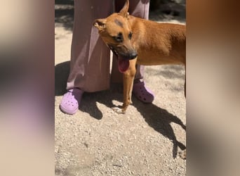 Lola , hübsche braune Junghündin möchte endlich ankommen
