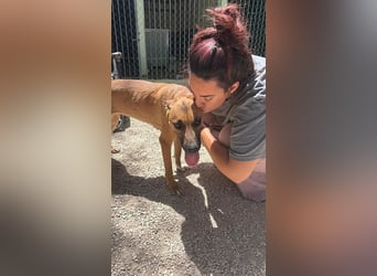 Lola , hübsche braune Junghündin möchte endlich ankommen