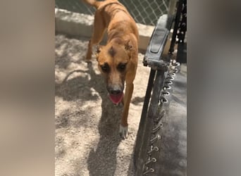 Lola , hübsche braune Junghündin möchte endlich ankommen