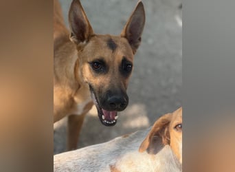 Lola , hübsche braune Junghündin möchte endlich ankommen