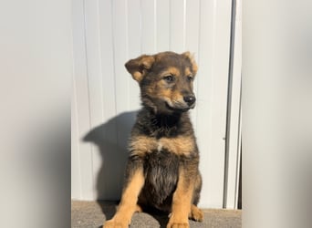 Vincent, ein kleiner Wolf mit viel Charme