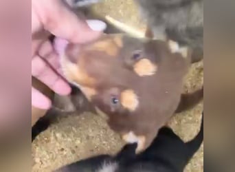 Pepe, freundlich und aufgeschlossen