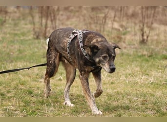 Bucki, Schäferhund-Mix, geb. 2014, sucht verständnisvollle, geduldige Besitzer