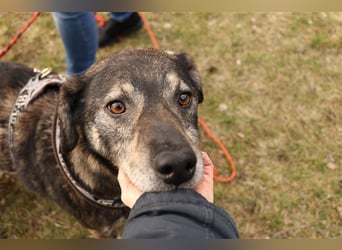 Bucki, Schäferhund-Mix, geb. 2014, sucht verständnisvollle, geduldige Besitzer