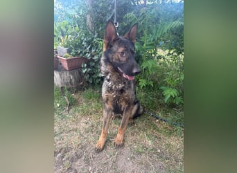 Kelvin-KK- Sanfte Seele sucht Menschen mit Geduld und Herz