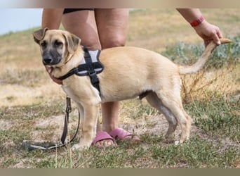 Logan – neugieriger Junghund sucht liebevolles Zuhause❤️
