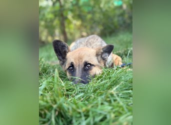 Manci KK – sucht aktive Familie