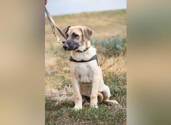 Logan – neugieriger Junghund sucht liebevolles Zuhause❤️