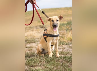 Freya – freundliche Junghündin sucht liebevolles Zuhause