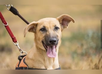 Freya – freundliche Junghündin sucht liebevolles Zuhause