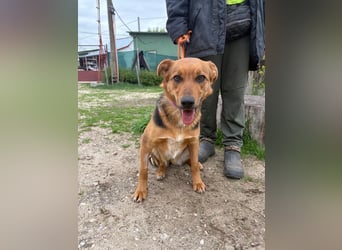Madeleine KK, fröhliche Hündin sucht Bauchkrauler
